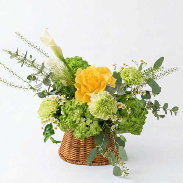 Sunny Green Hydrangea Flower Basket (Small)